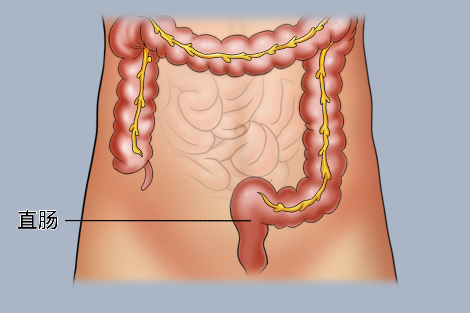 直肠位置图