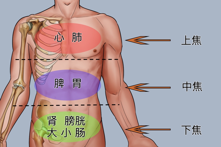 中焦的准确位置图 中焦的准确位置图