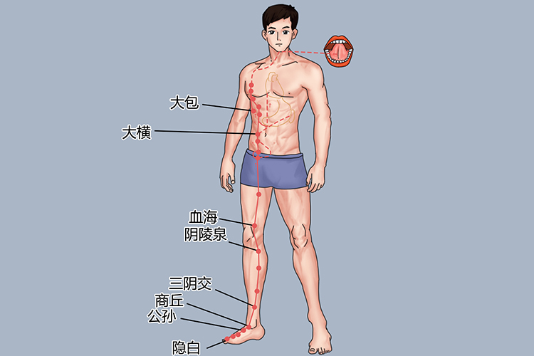 足太阴脾经经脉循行图 足太阴脾经经脉循行图