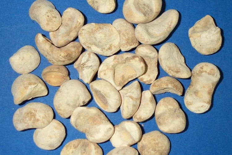 大贝药材图 大贝药材图