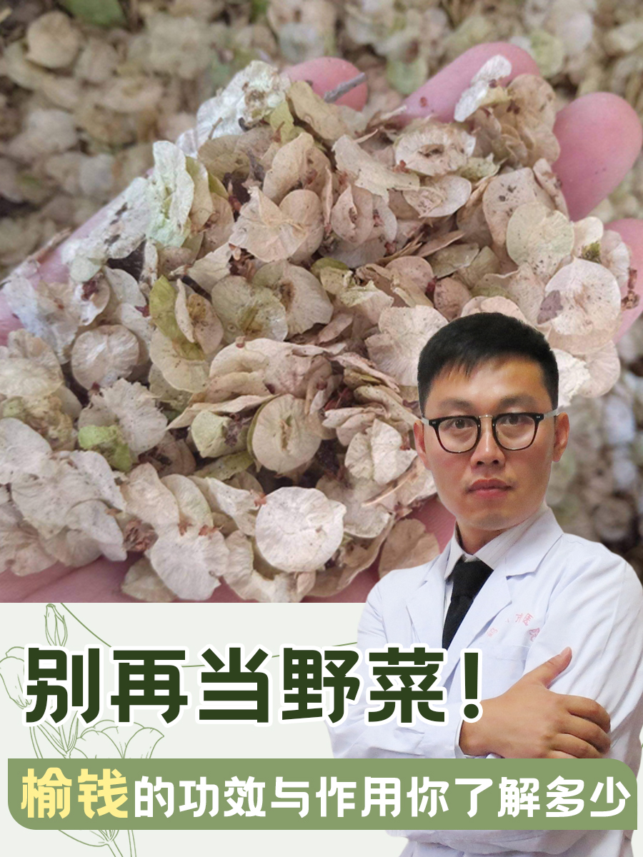 别再当野菜！榆钱的功效与作用你了解多少