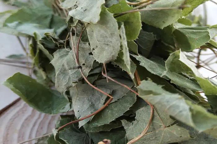 淫羊藿图 淫羊藿图