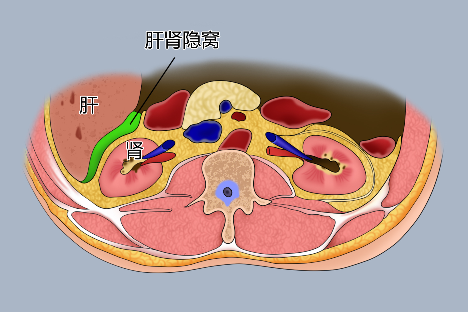 肝肾位置图片