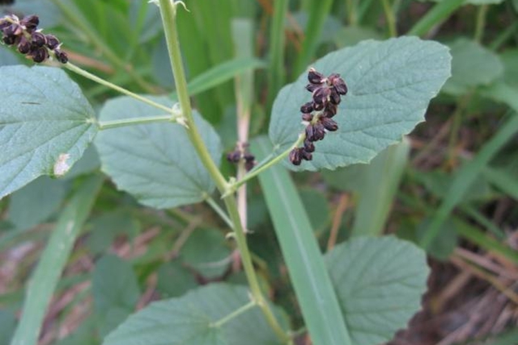 破故纸原植株图 破故纸原植株图