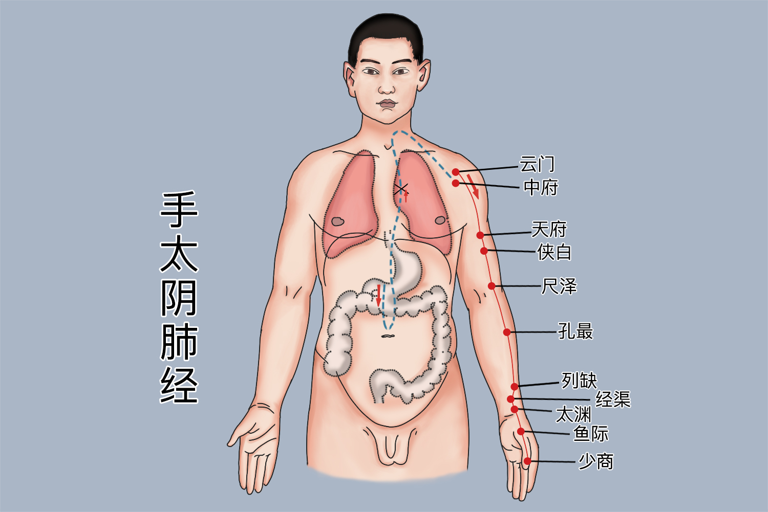 手太阴肺经循行图