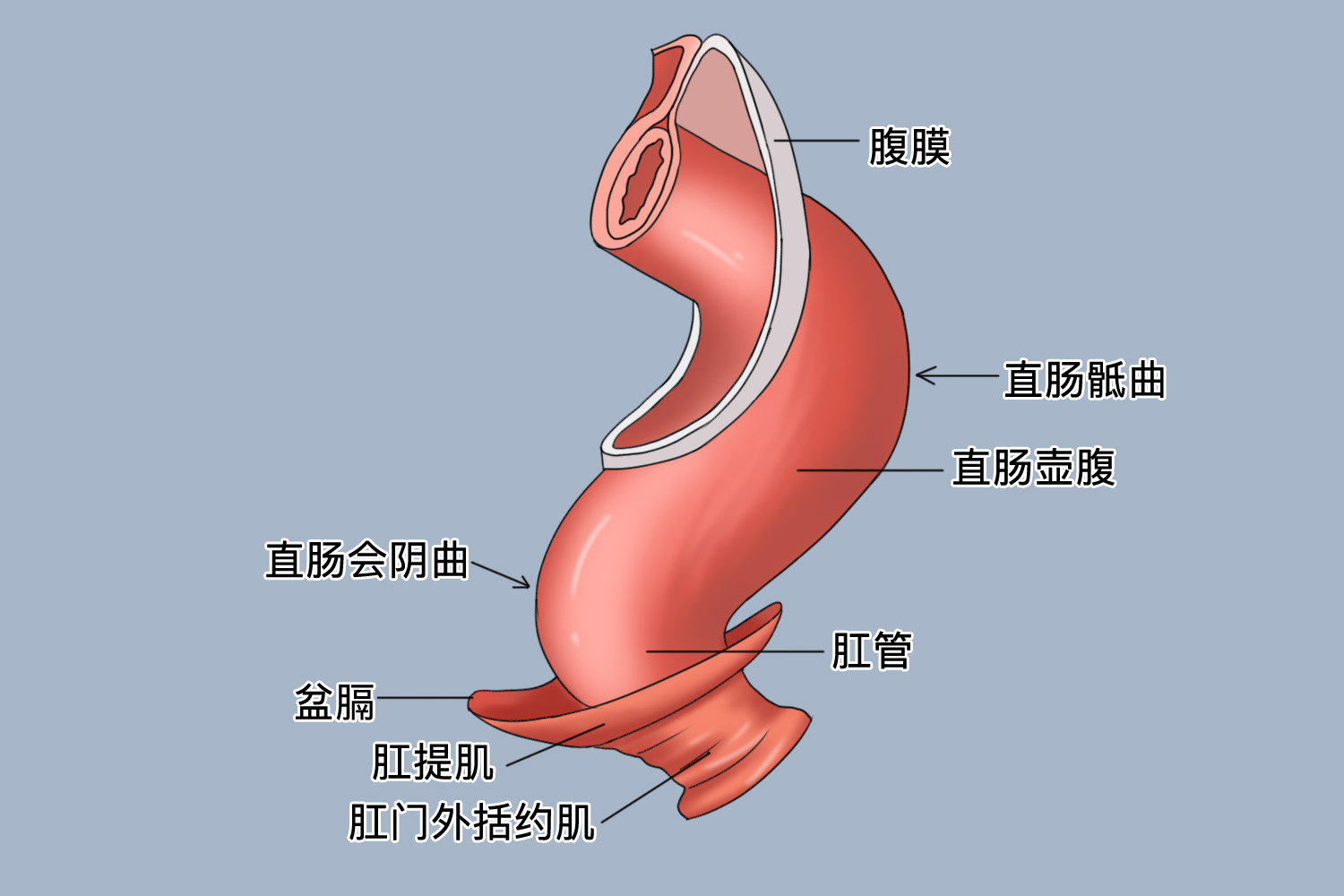 直肠壶腹部图图片