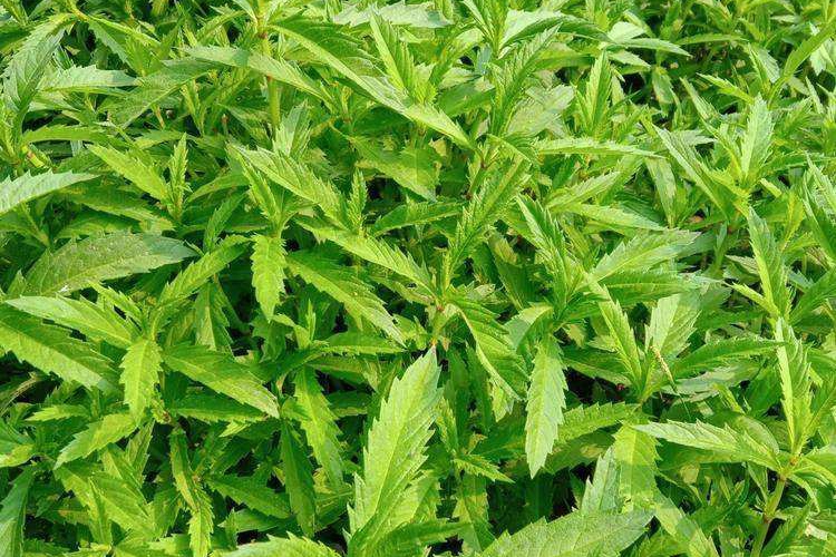 虫草参(植株图) 虫草参(植株图)