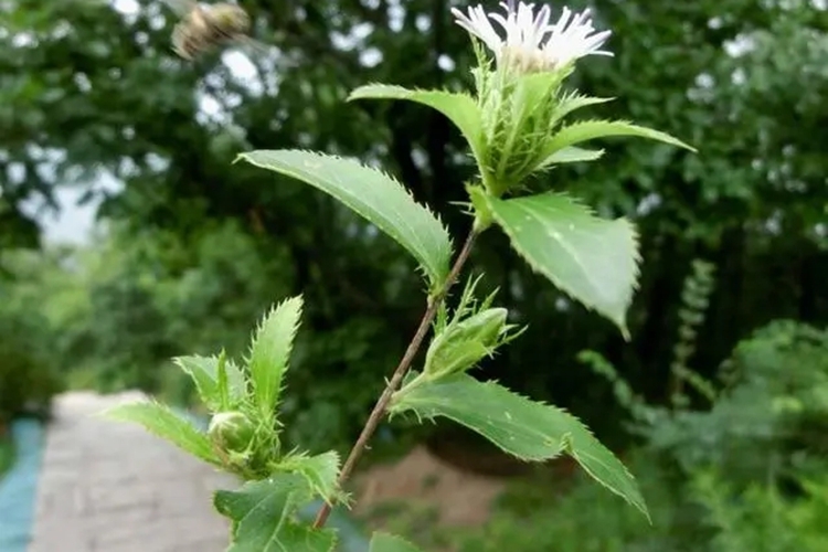 苍术植株结果图