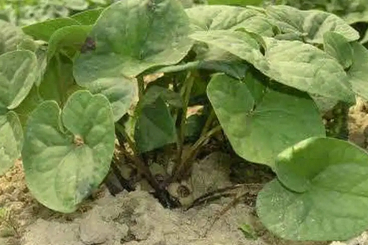 汉城细辛植株图
