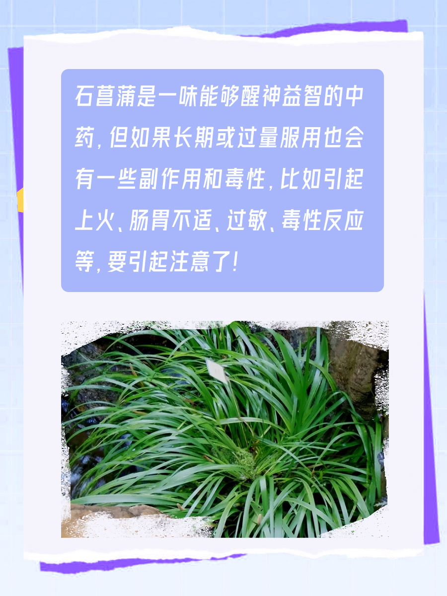 警惕！石菖蒲有这些副作用和毒性！