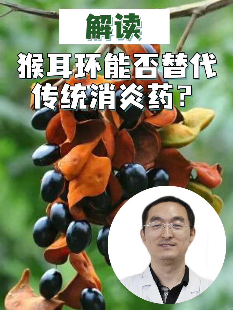 解读：猴耳环能否替代传统消炎药？