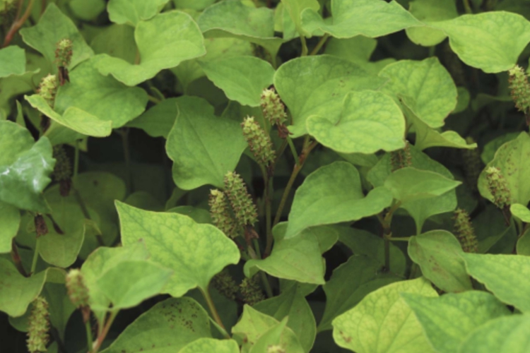 鱼腥草原植物蕺菜图