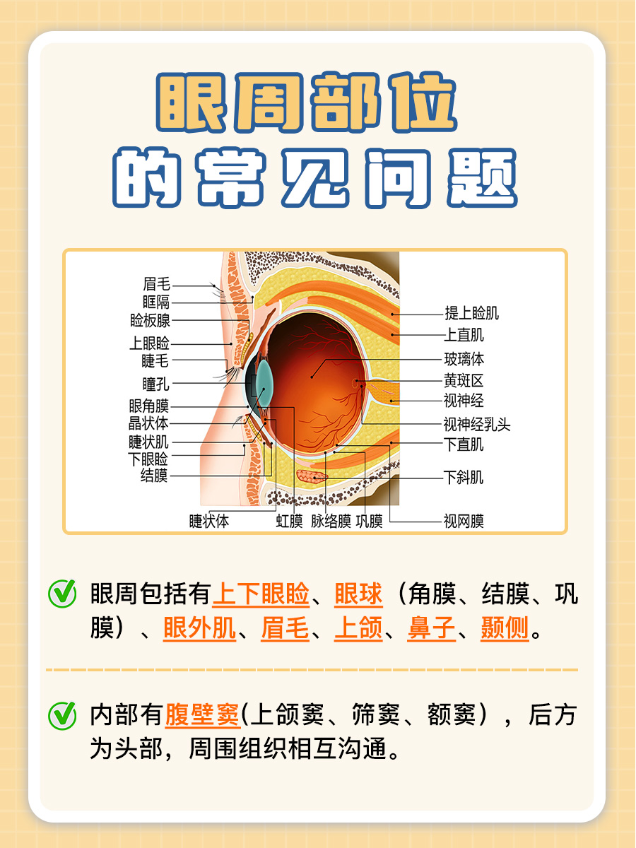 眼周部位图解示意图