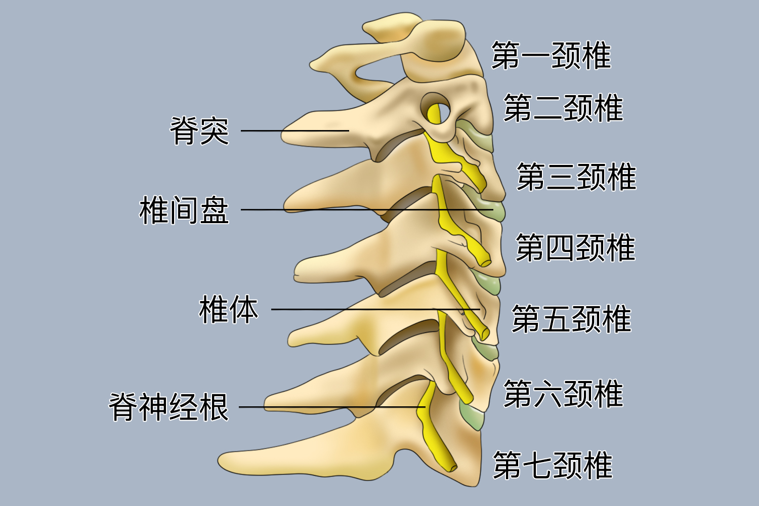 第六颈椎横突示意图图片