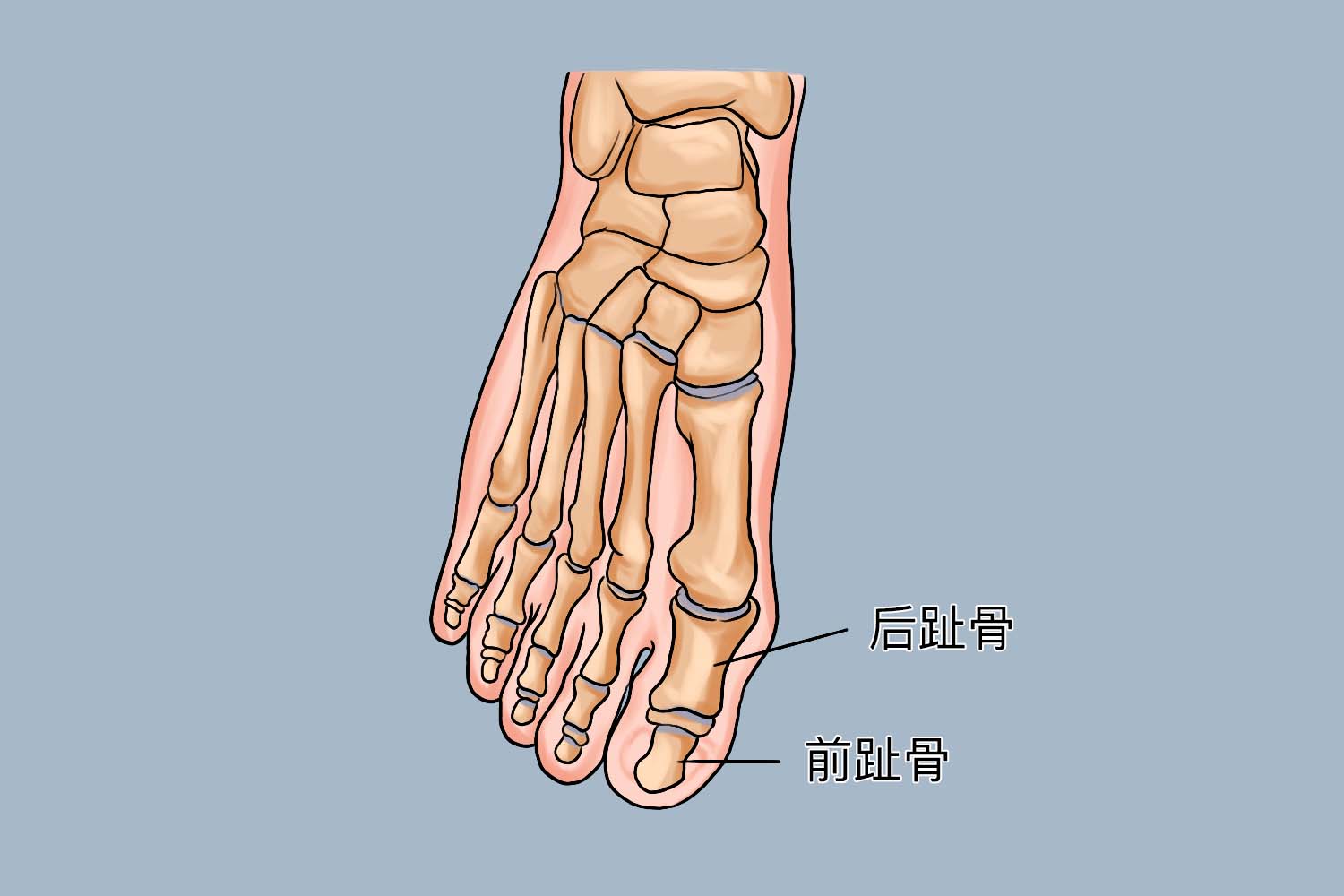 正常大脚趾图片