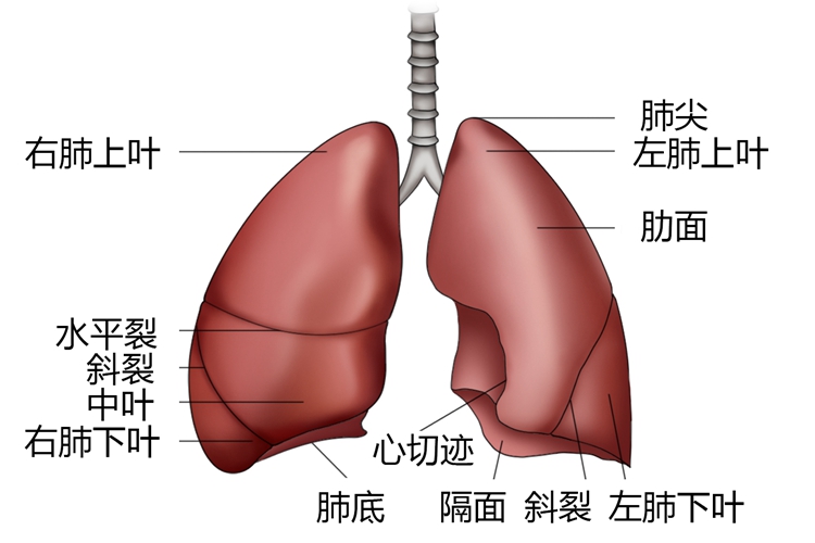 肺结构及形态图