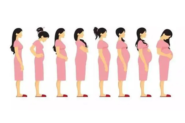 子宫增大过程图