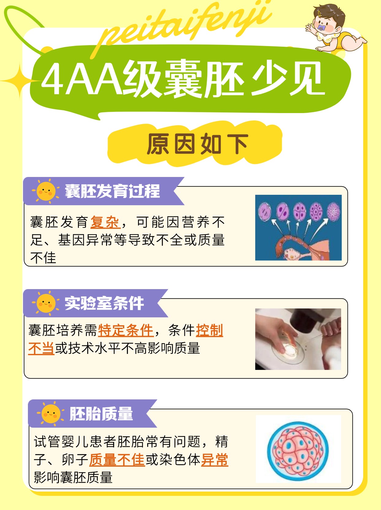 囊胚评级揭秘：4AA级少见吗？