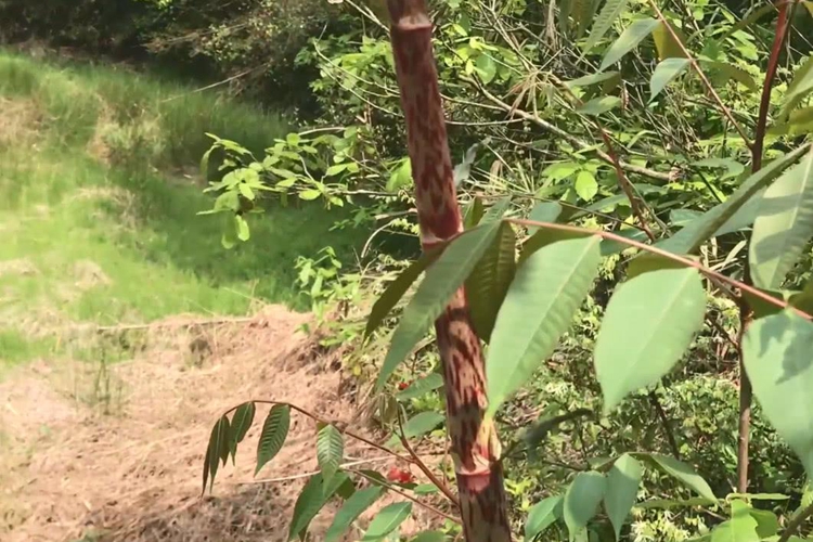 虎杖植株图 虎杖植株图