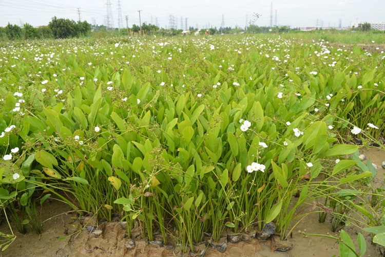 泽泻植株图