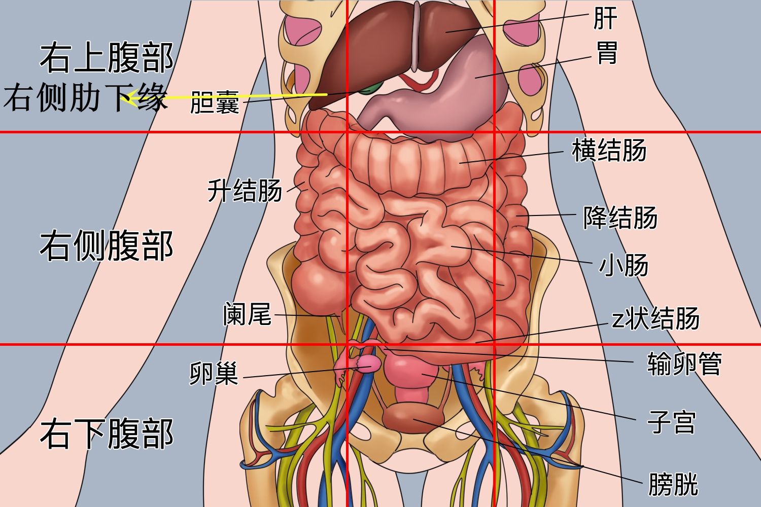 女人右侧疼痛位置图