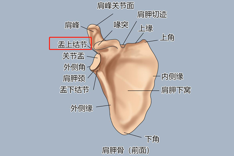 肩胛骨盂上结节位置图