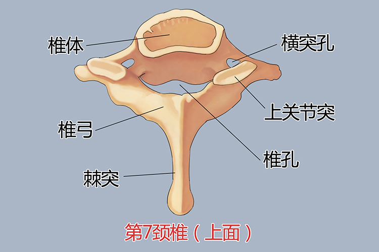隆椎结构手绘图