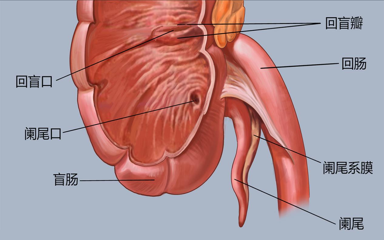 阑尾解剖图