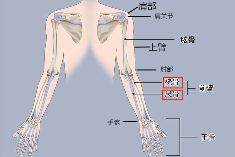 整个手臂分解图_有来医生