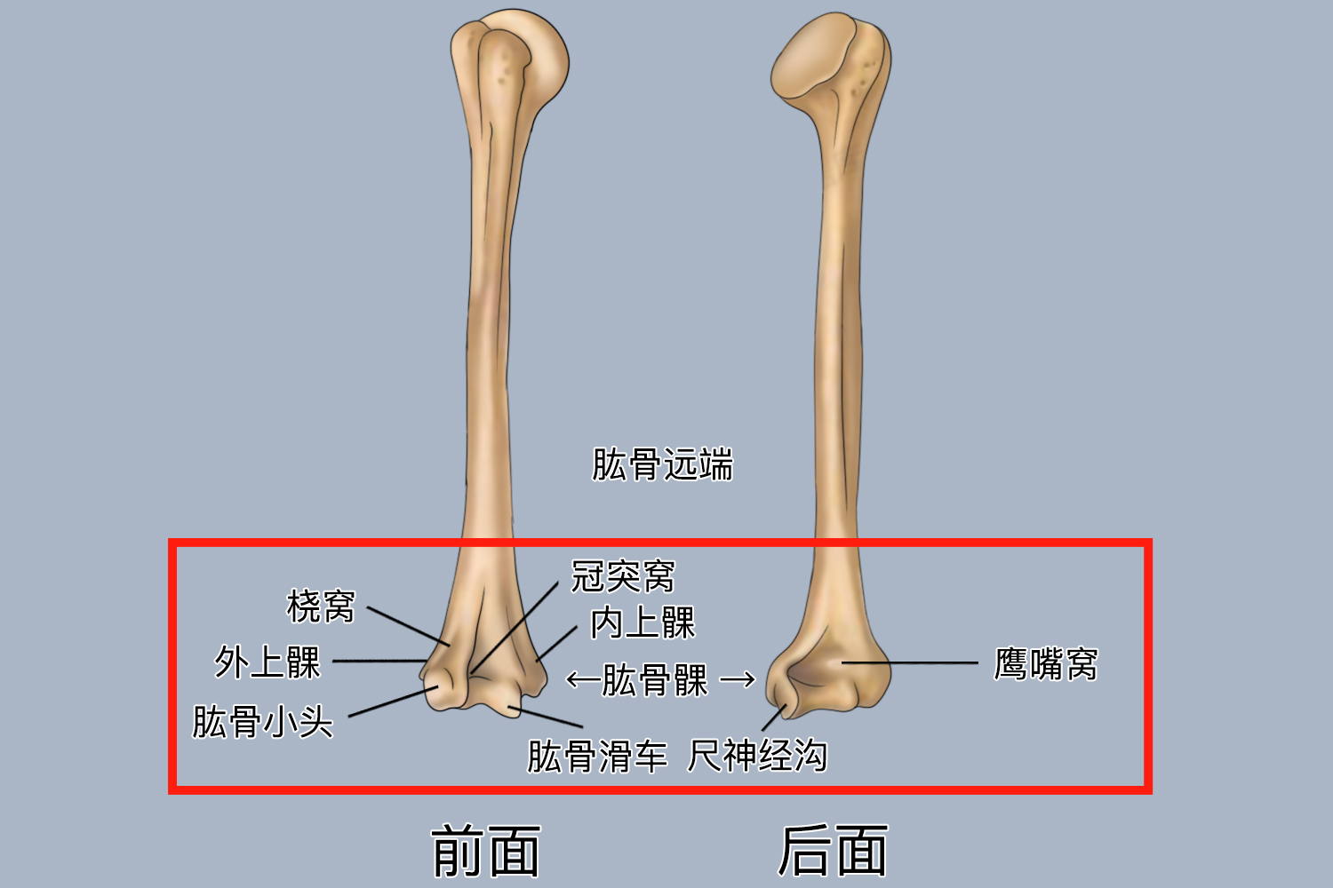 肱骨远端位置图