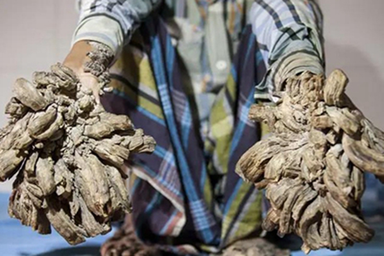 疣状表皮发育不良变形图