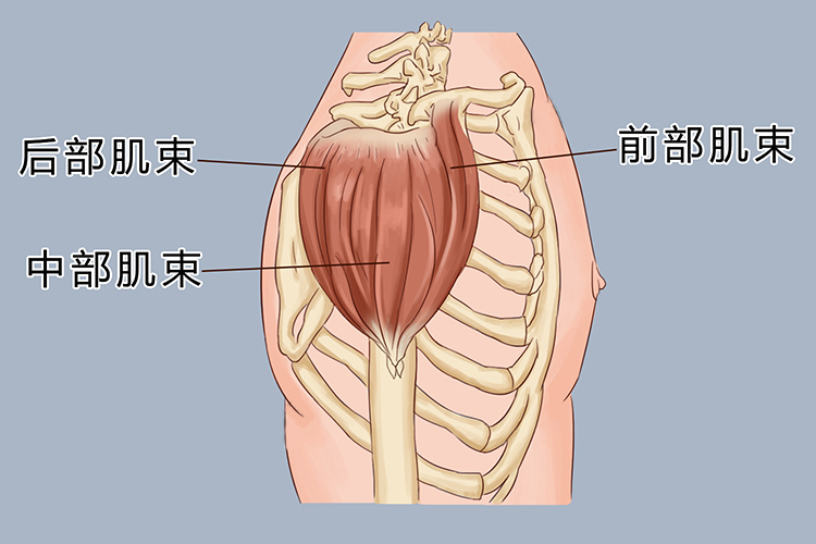 三角肌结构手绘图