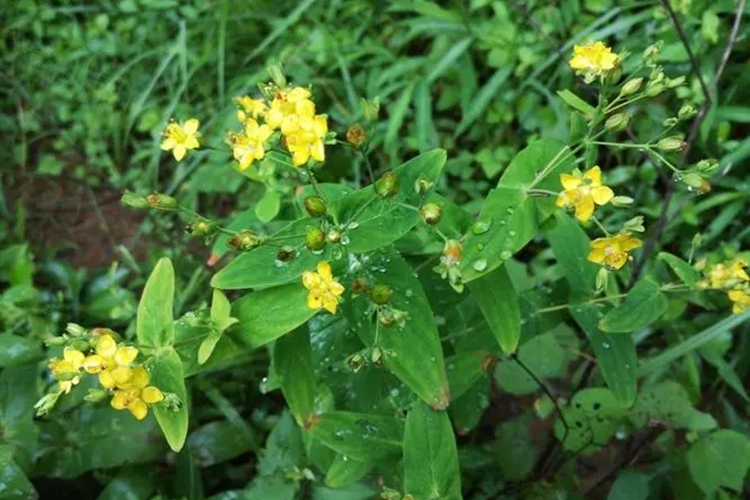 元宝草植株图 元宝草植株图