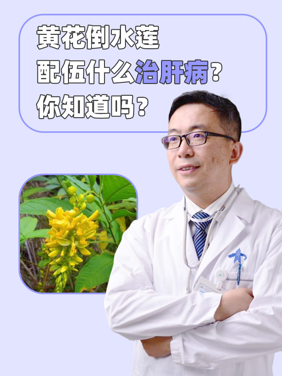黄花倒水莲配伍什么治肝病？你知道吗？