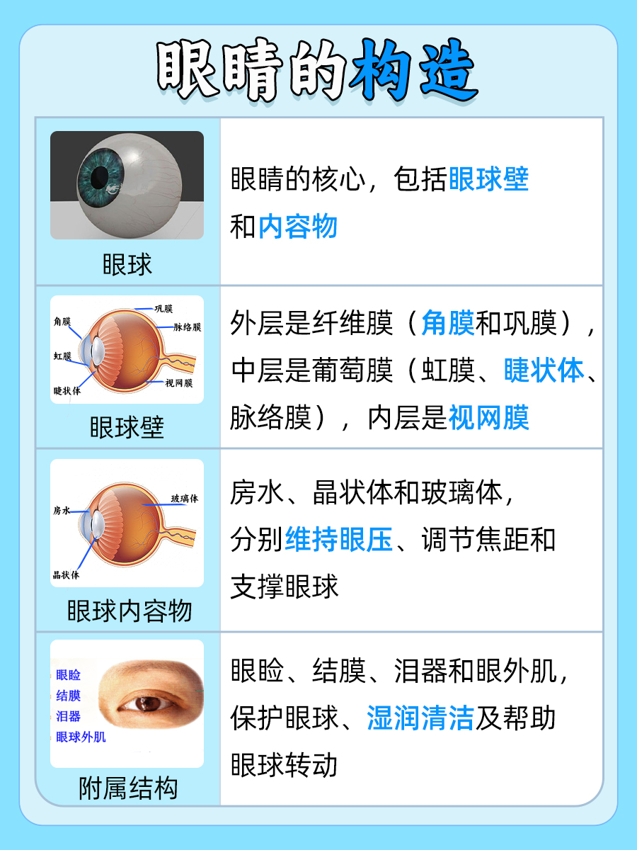 眼睛构造详细图解