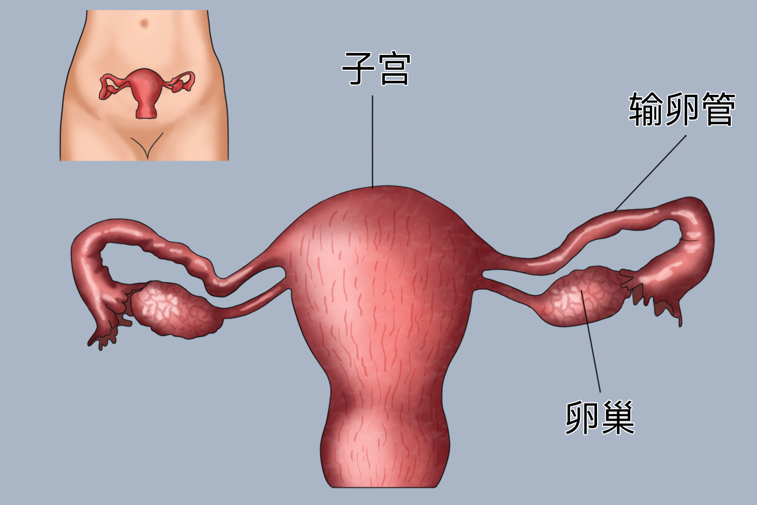 子宫卵巢输卵管位置图