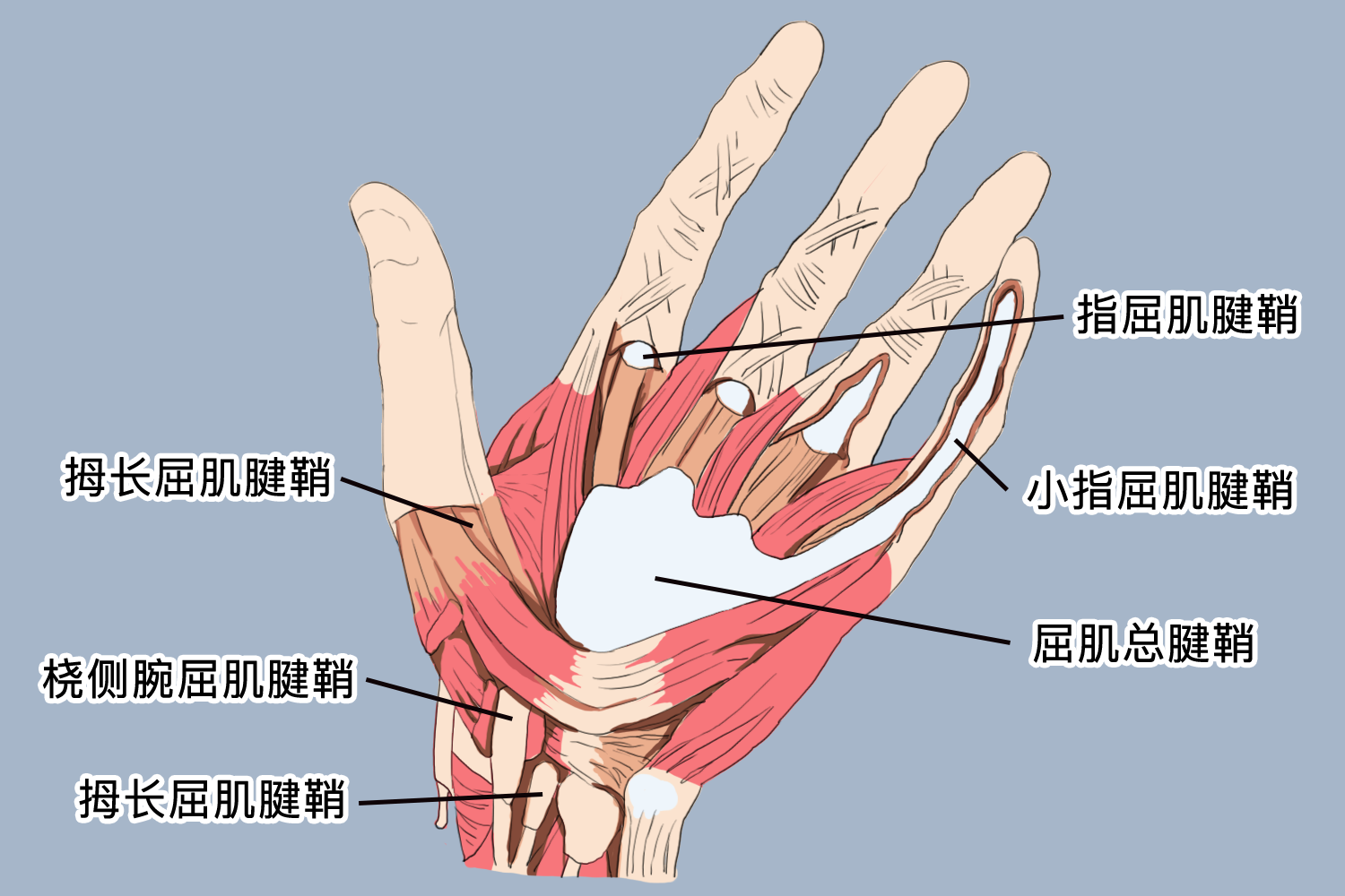 手部腱鞘分布图 手部腱鞘分布图