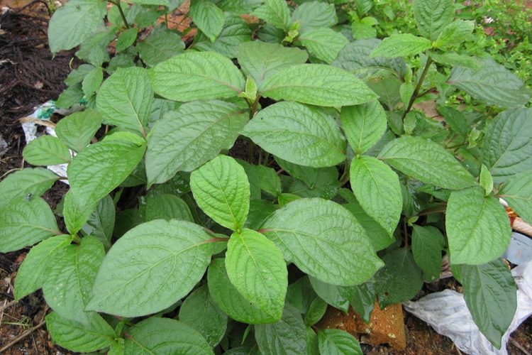 茎多分枝,方柱形,节膨大如膝有条纹,枝对生