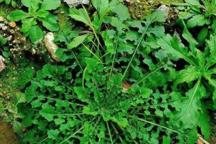 荠菜植株形态图