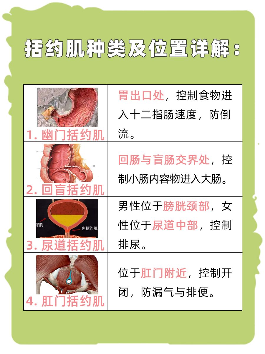 经常说的括约肌，你知道是什么部位吗？