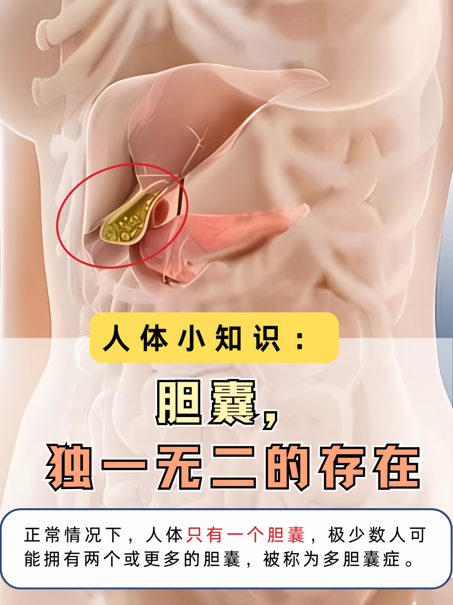 人体小知识：胆囊，独一无二的存在