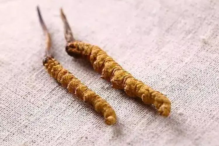 冬虫夏草虫体图