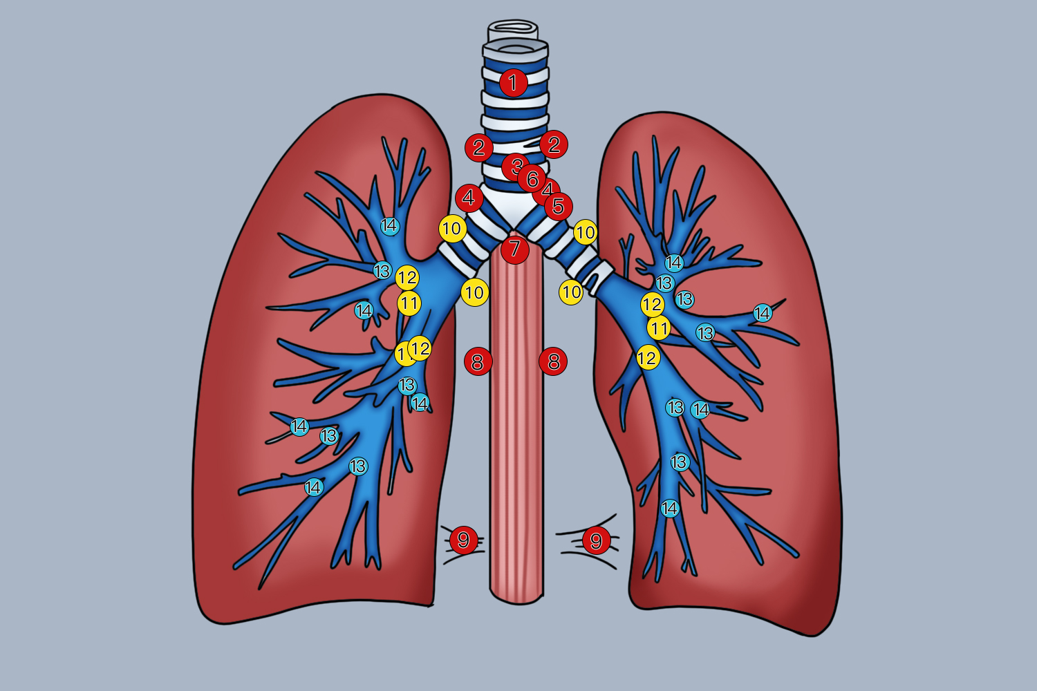 肺淋巴结分布图