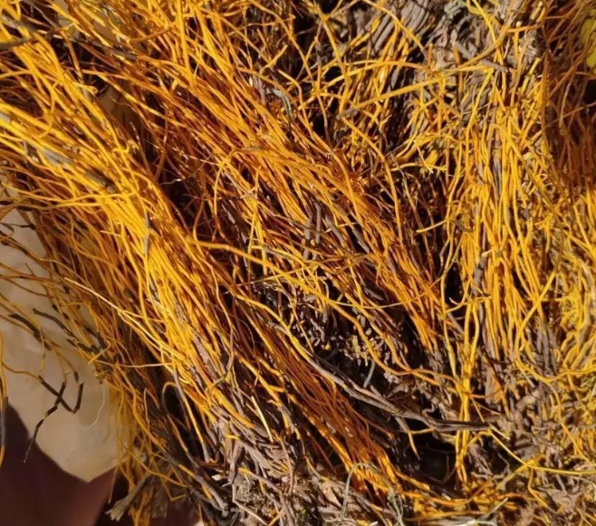 还阳参茎成药图