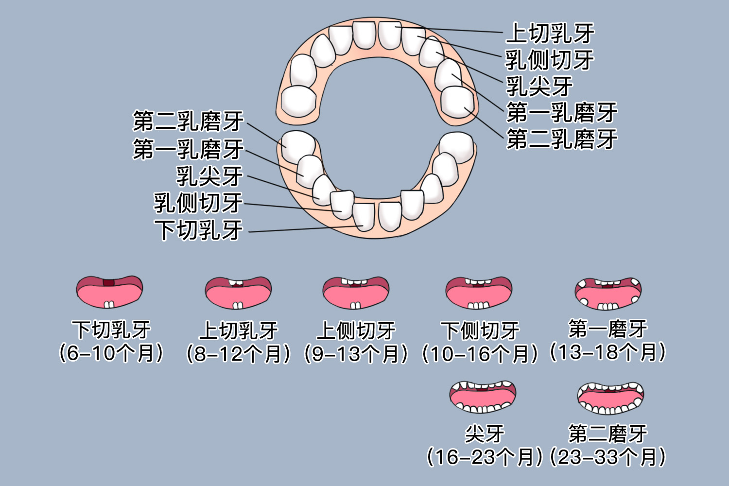 儿童牙齿分为乳牙和恒牙,乳牙在上,下颌的左右侧均各有5颗,共20颗乳牙