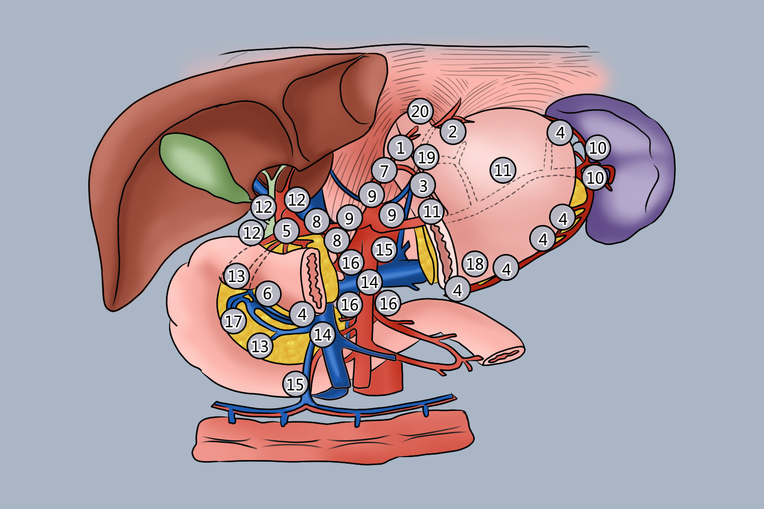 胃周淋巴结分组图