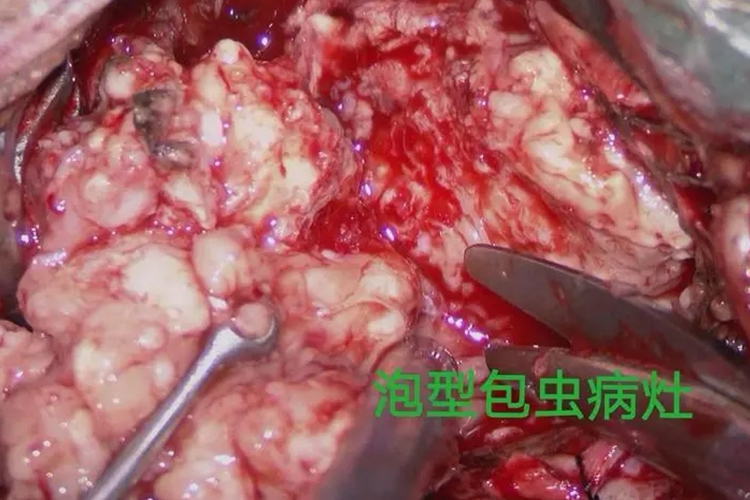 虫癌症状的图片大全