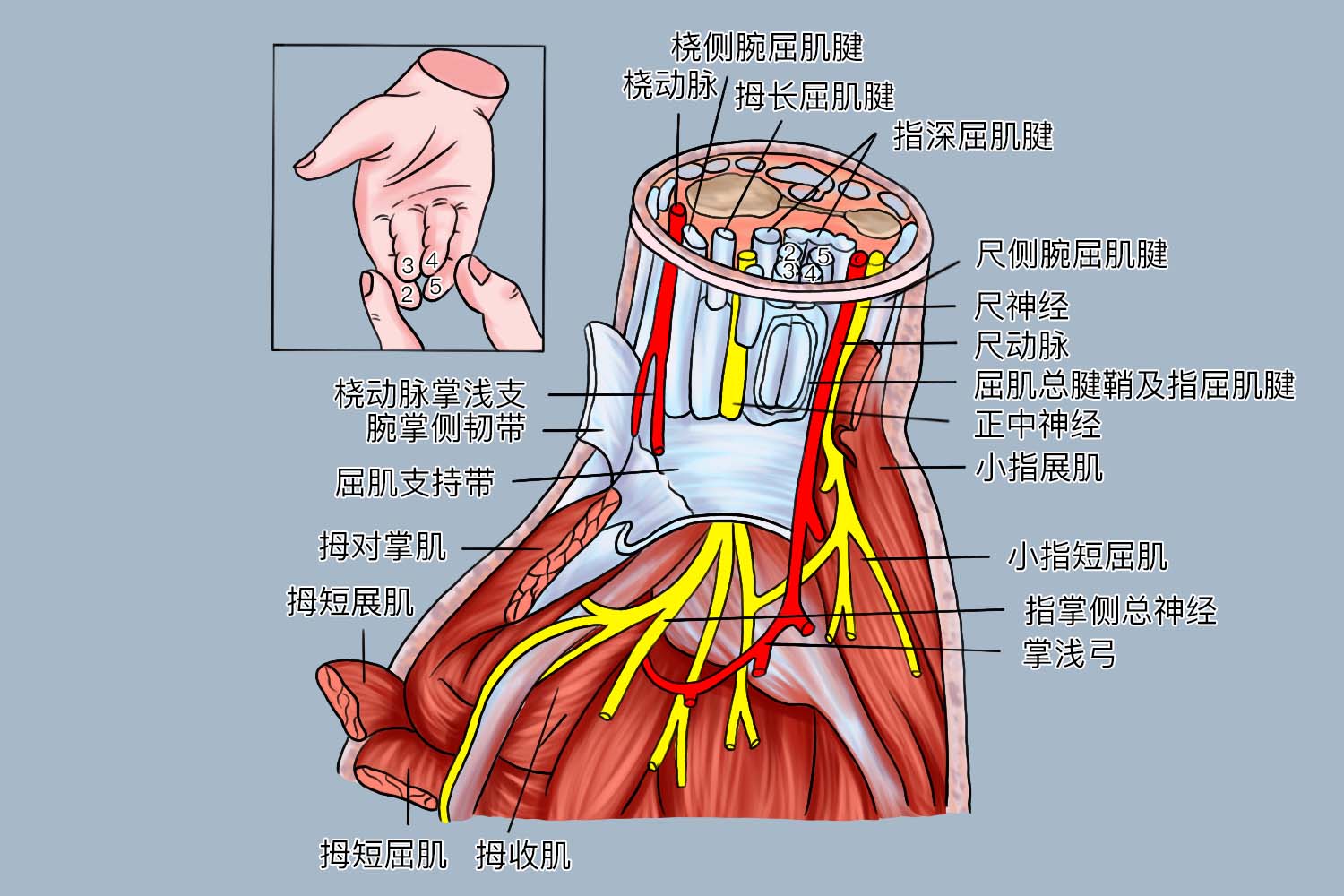 腕前区结构图