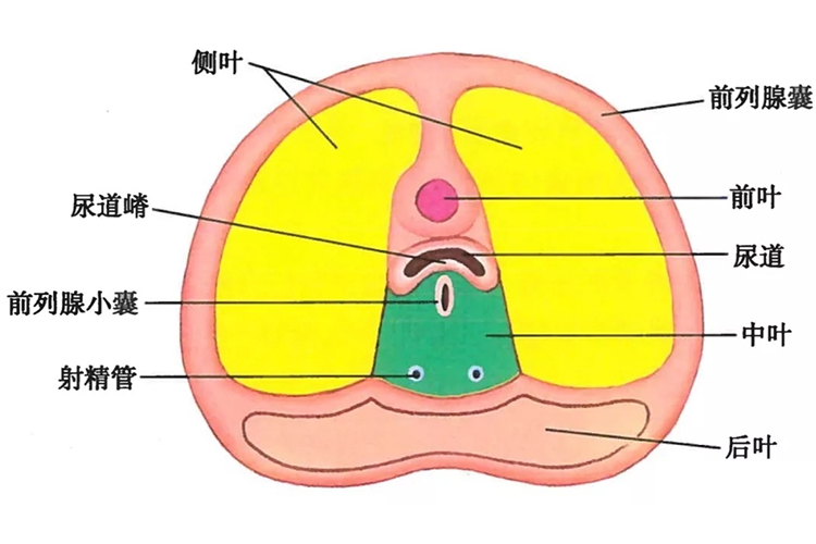 前列腺分叶部位示意图