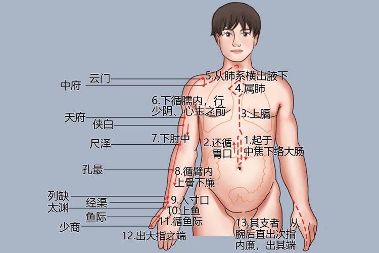 手太阴肺经循行图 手太阴肺经循行图